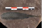 Foto (Detailansicht) von Sclerotium pustuliferum Heer (NHMW-GEO-2024-0188-0090a)